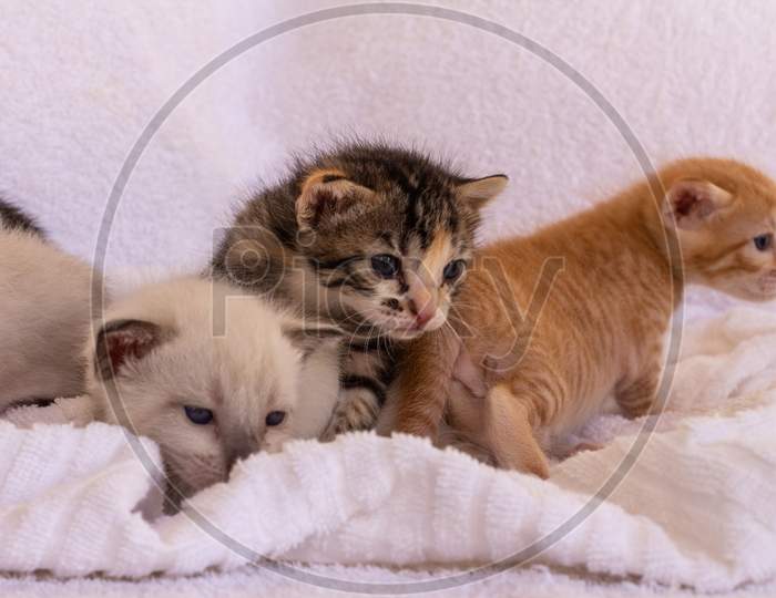 Little Kittens Of Gold, White And Gray. Domestic Animals Babies.
