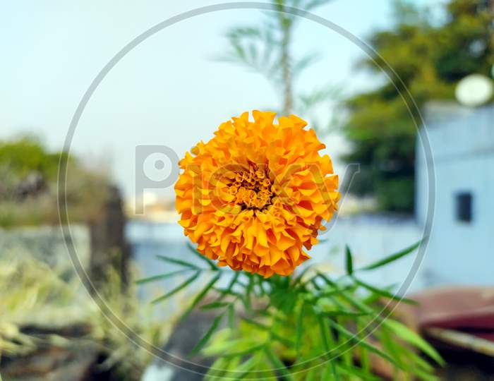 Yellow and orange marigold flowers (tagetes) in bloom