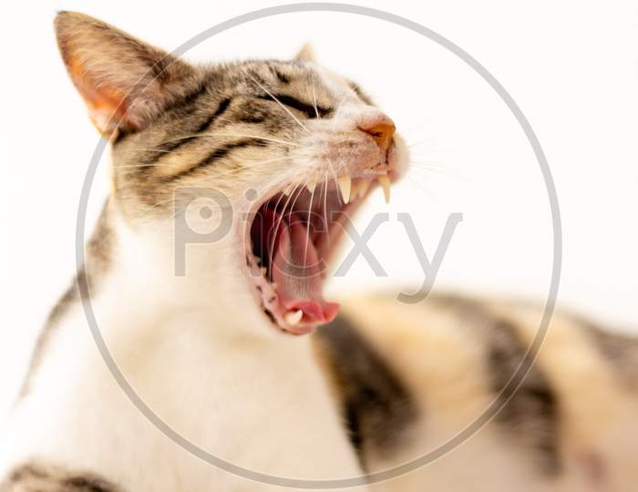 Beautiful Tricolor Cat On White Background Yawning. Domestic Animal In Funny Pose. Cat That Is Believed Lion.
