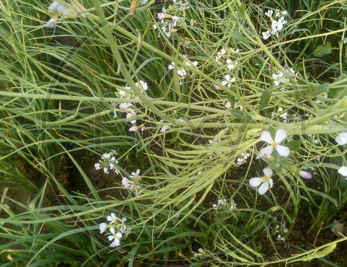 this is natural white flowers and green branches