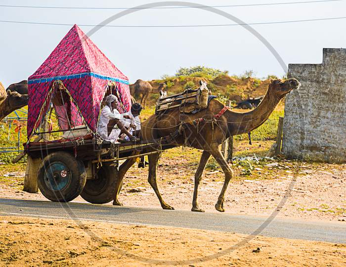 Pushkar, Rajasthan, India - November 14, 2017 : Man Riding Decorated Colorful Camel Cart At Pushkar Camel Fair.