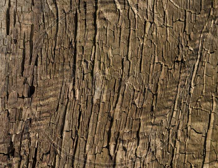 Brown Bark Of Wood