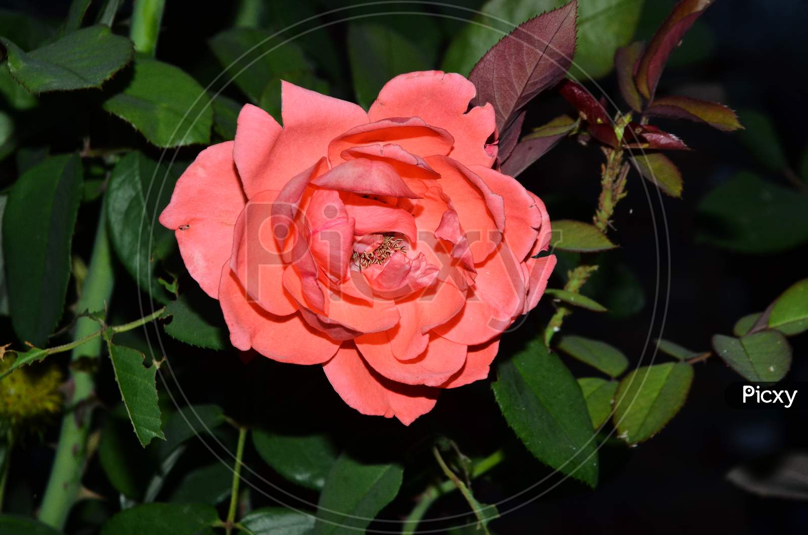 Beautiful pink Rose flower in the view