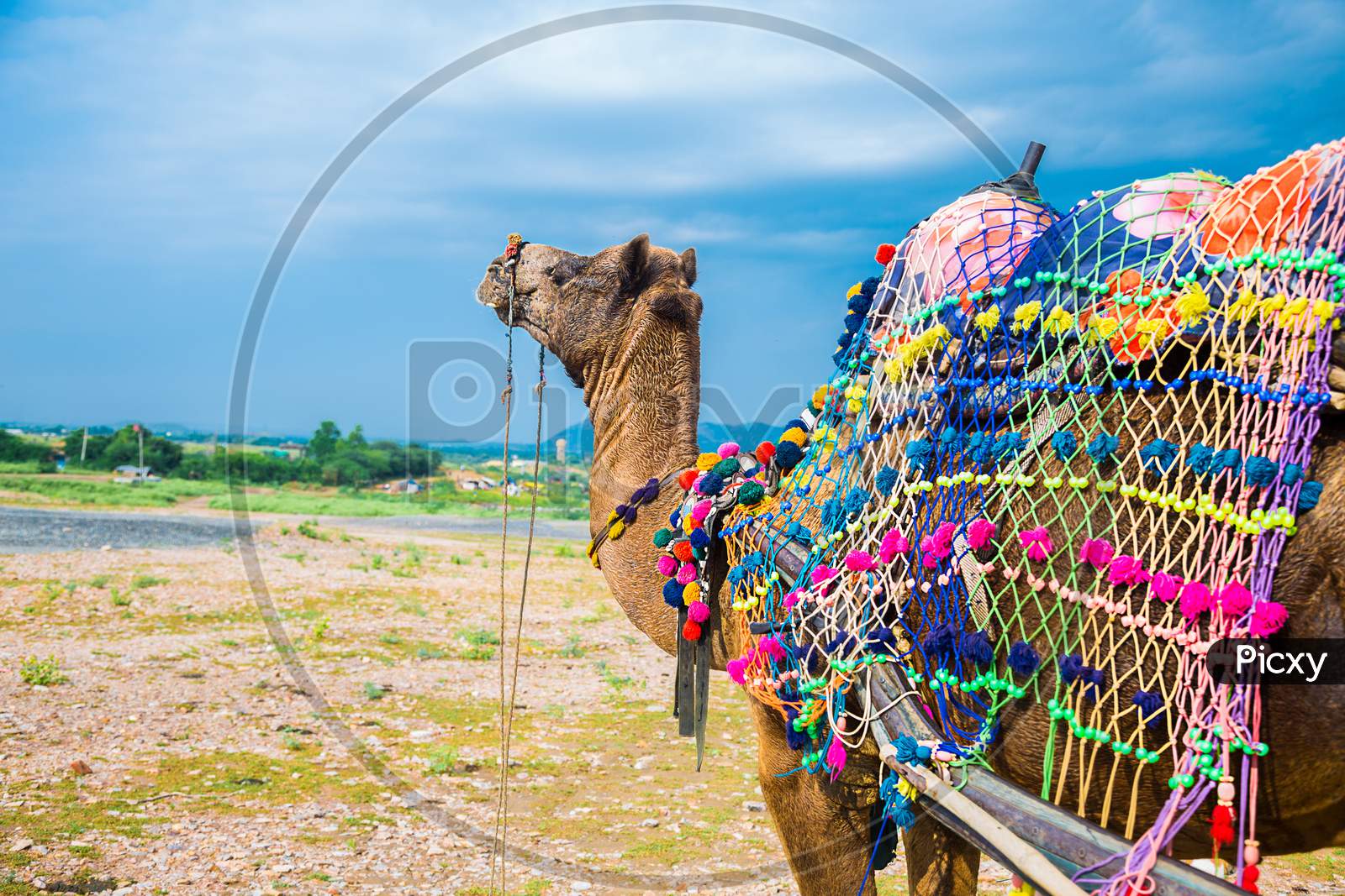 A Domestic Indian Decorated Camel, Standing On Sand In Middle Of Desert Against Cloudy Blue Sky.