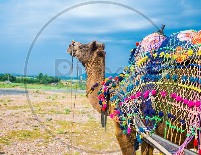A Domestic Indian Decorated Camel, Standing On Sand In Middle Of Desert Against Cloudy Blue Sky.