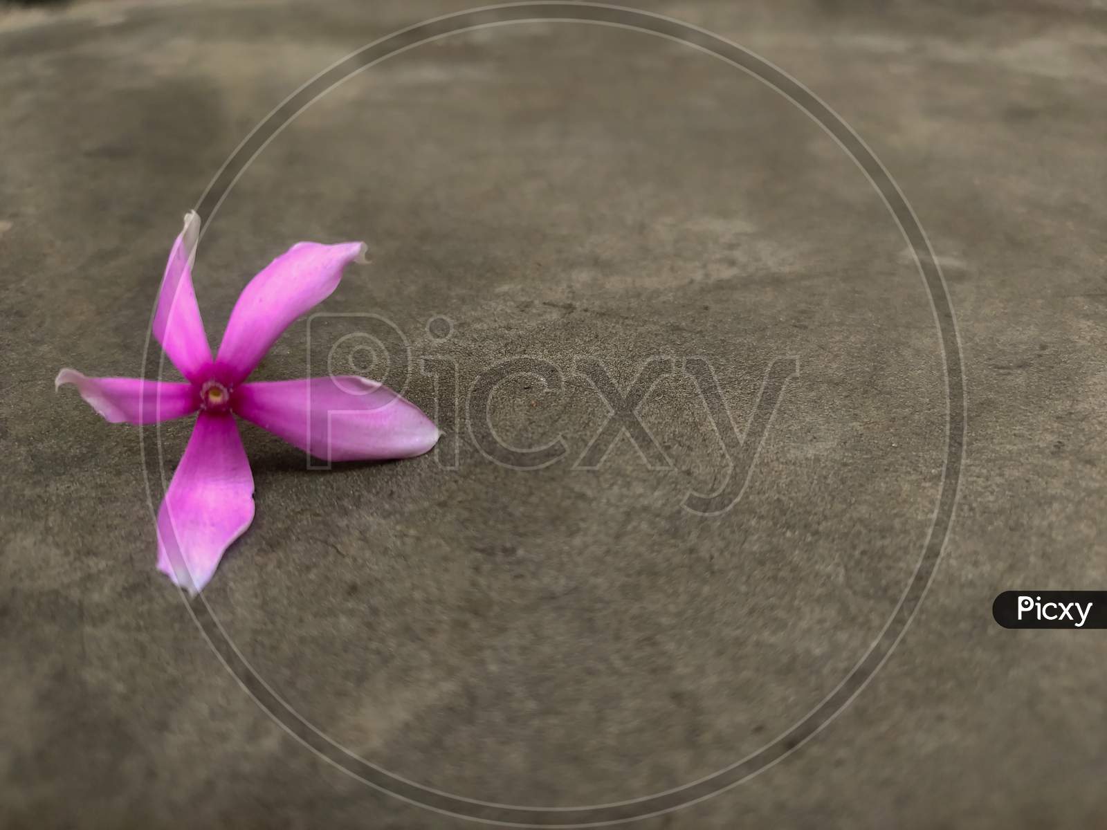 Pink Periwinkle Flower Lying On A Grey Colored Background Textured Cemented Background With Copy Space.