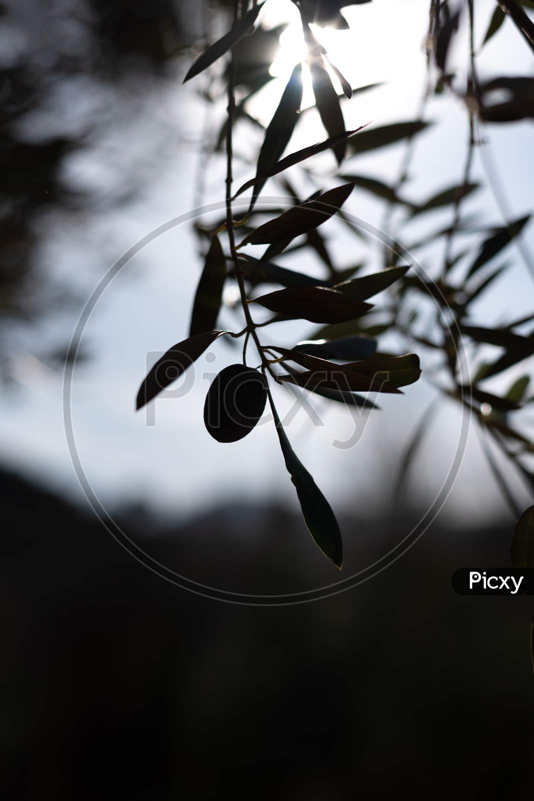 A Single Olive At The End Of A Branch Of A Centenary Olive Tree