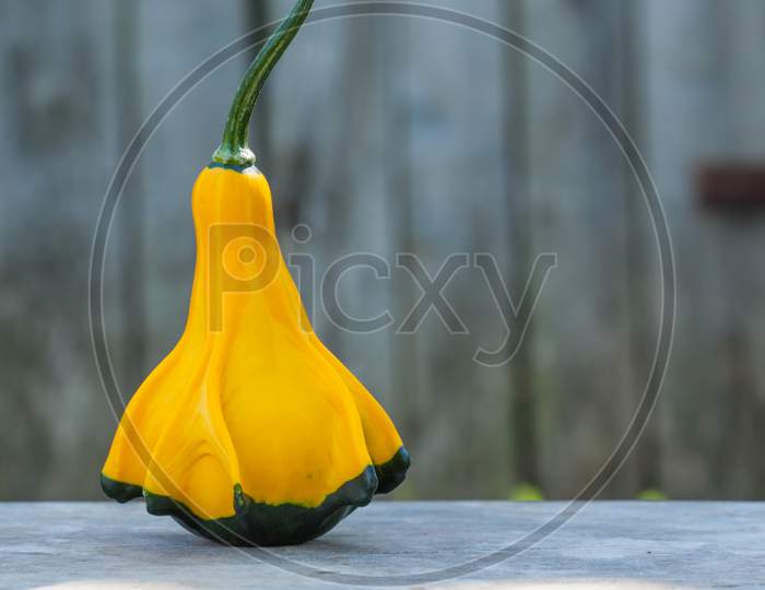 Close Up, Yellow-Green Zucchini