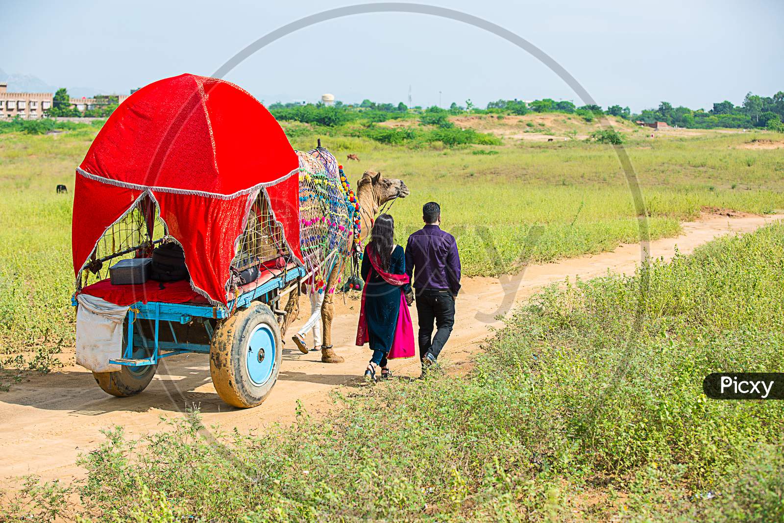 Indian Couple Walking Along With Decorated Colorful Camel Cart At Pushkar Camel Fair.