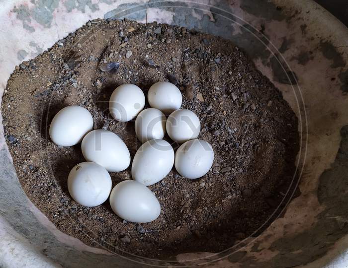 The Indian hen eggs