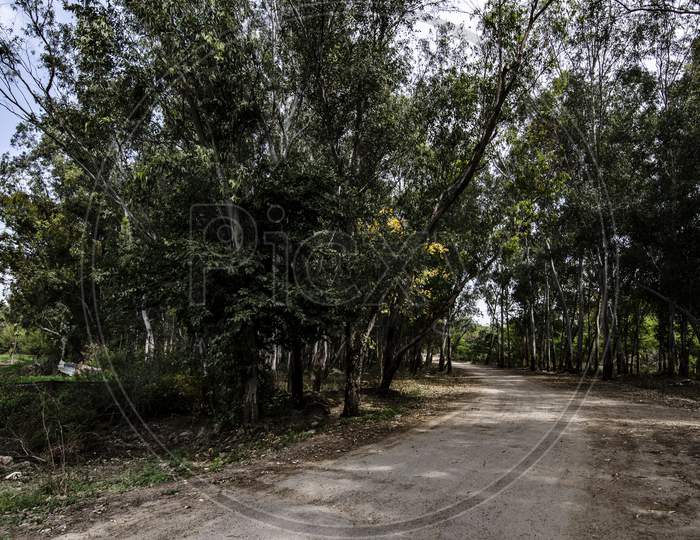 An Unmetalled Road In The Forest Covered With Heavy Trees