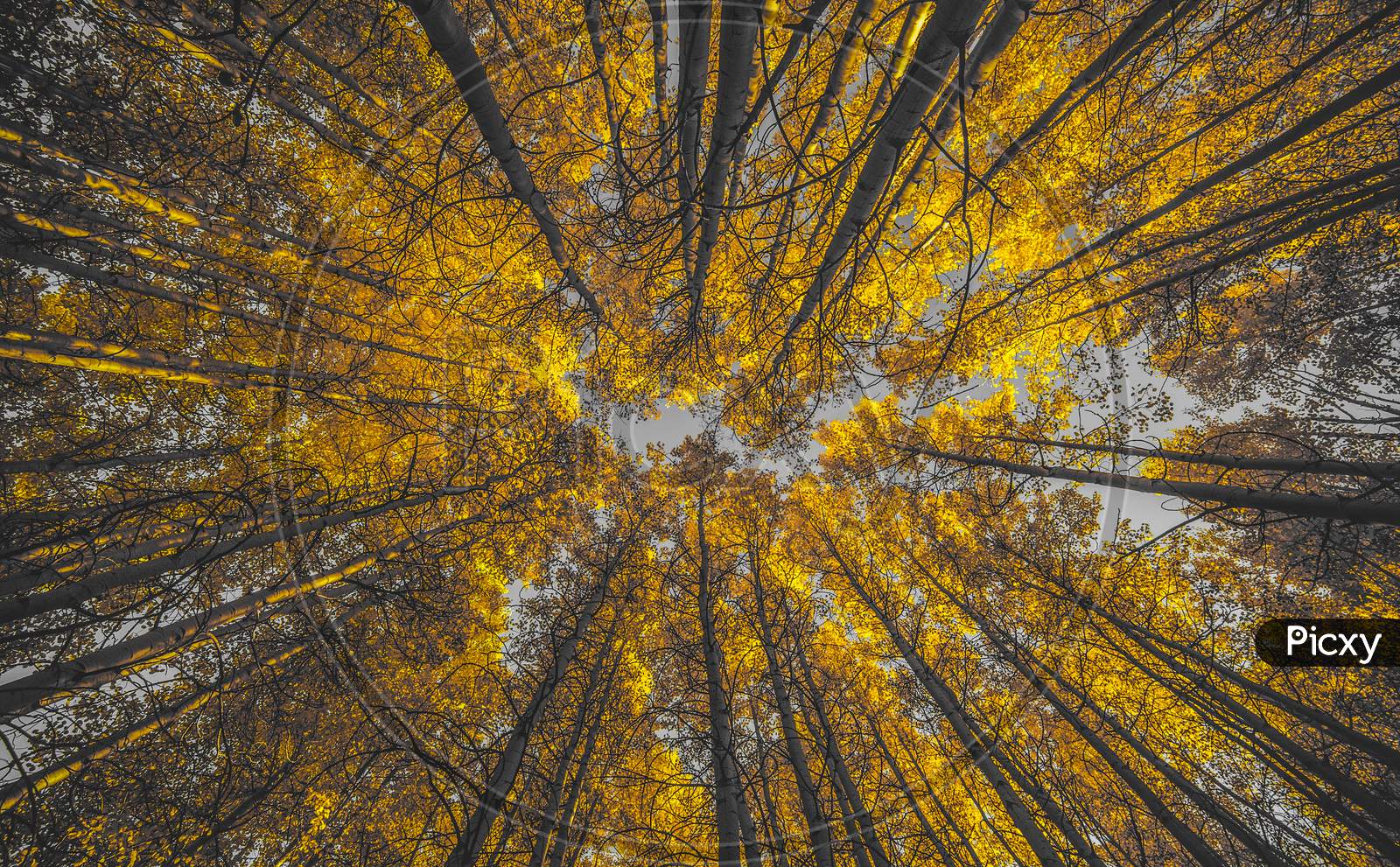 Bottom view of the tops of trees in the autumn forest