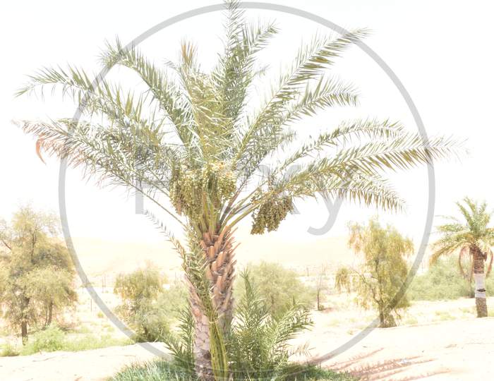 Palm Tree With Dates In Middle East.