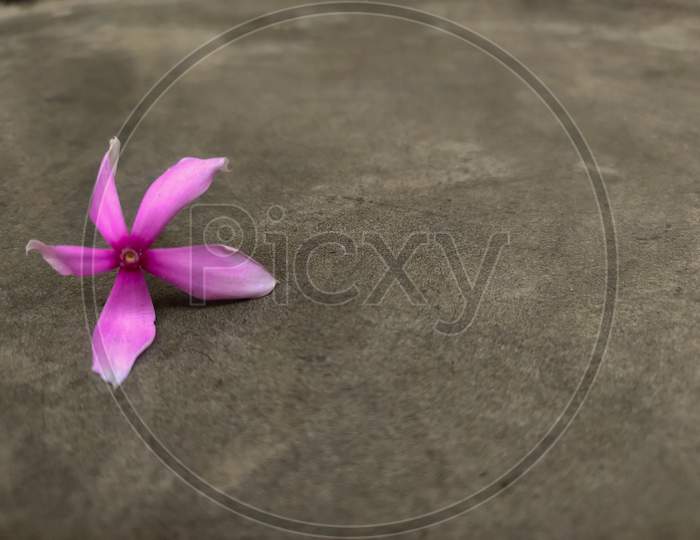 Pink Periwinkle Flower Lying On A Grey Colored Background Textured Cemented Background With Copy Space.