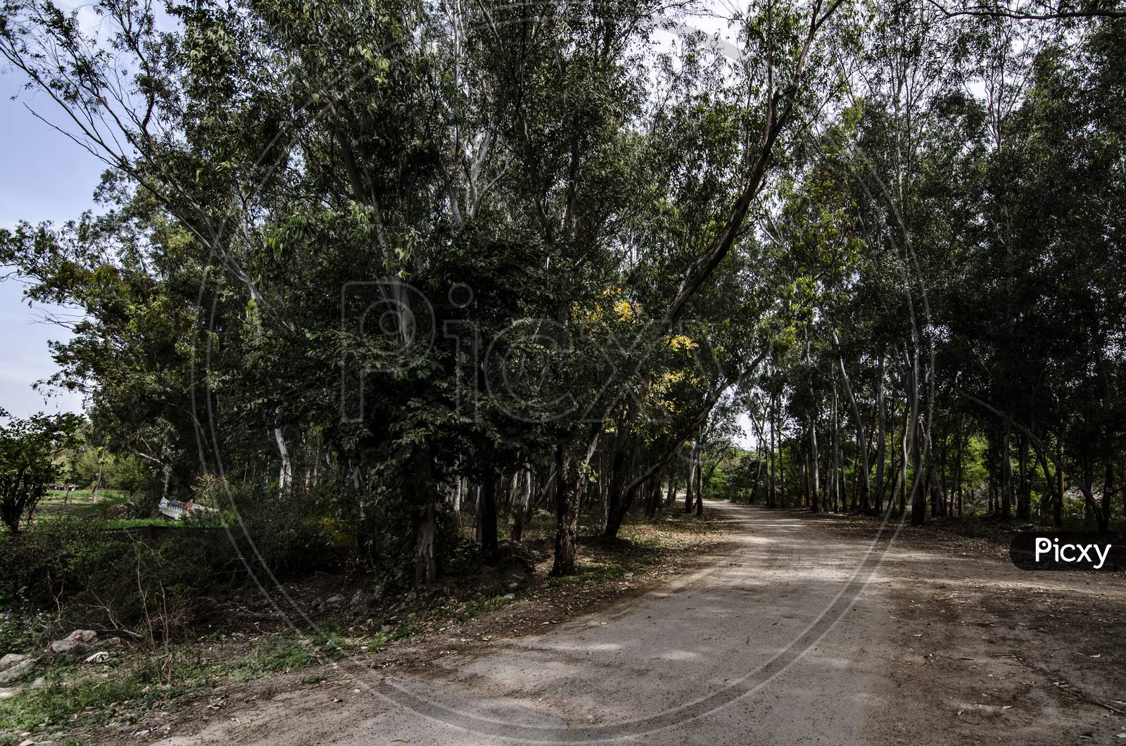 An Unmetalled Road In The Forest Covered With Heavy Trees