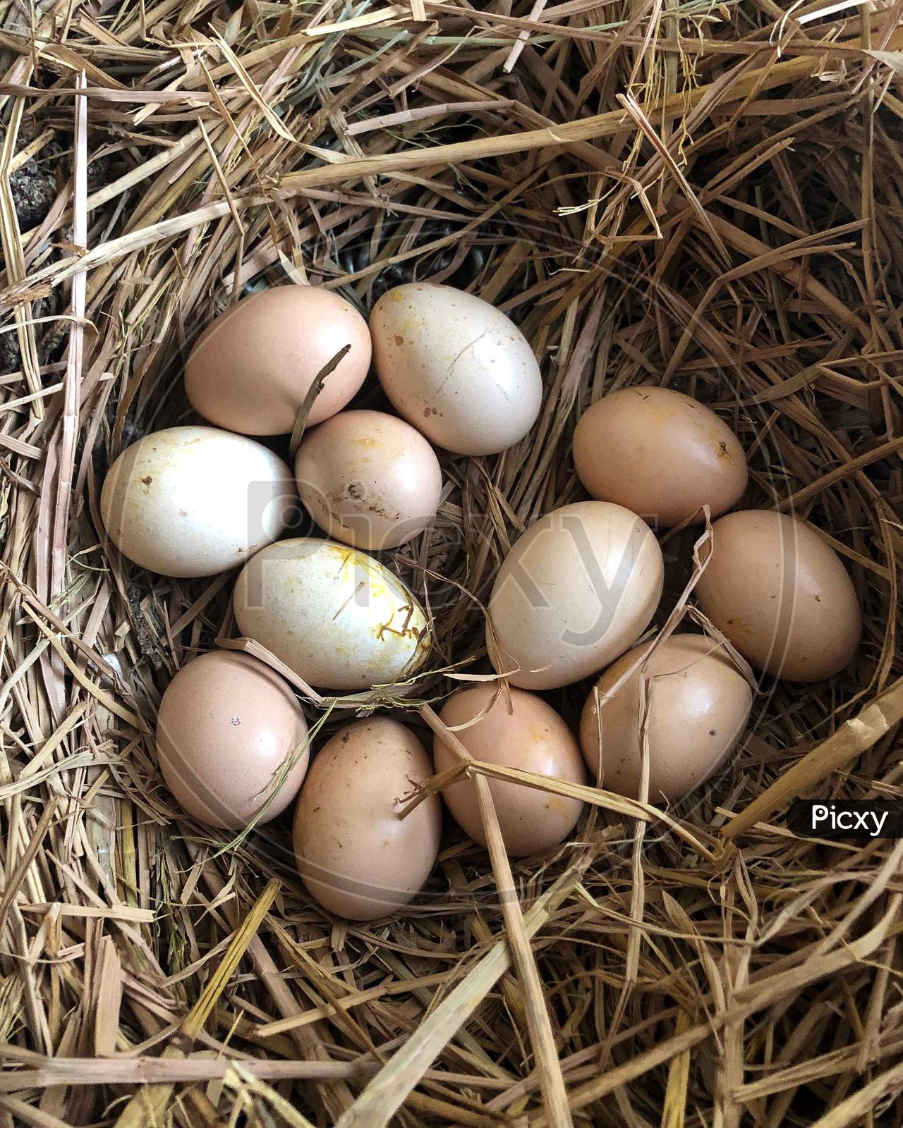 Organic Eggs in a Basket/nest. 