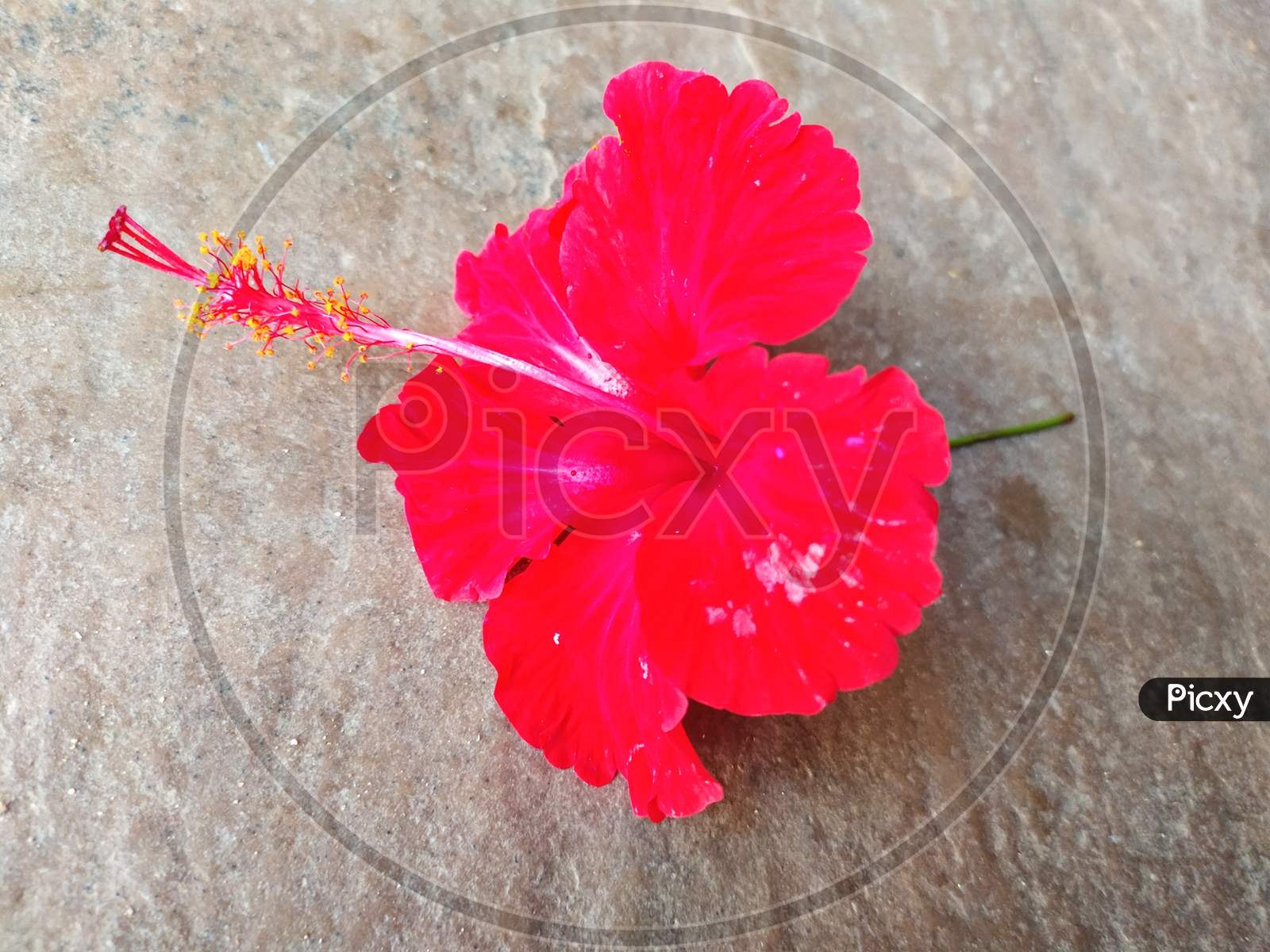 hibiscus red flower put on stone background