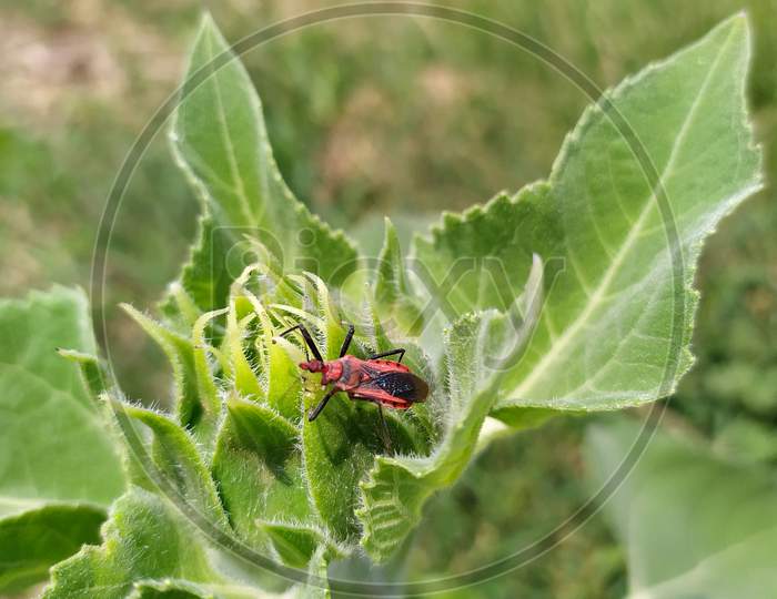 The red bug on the sunflower plant
