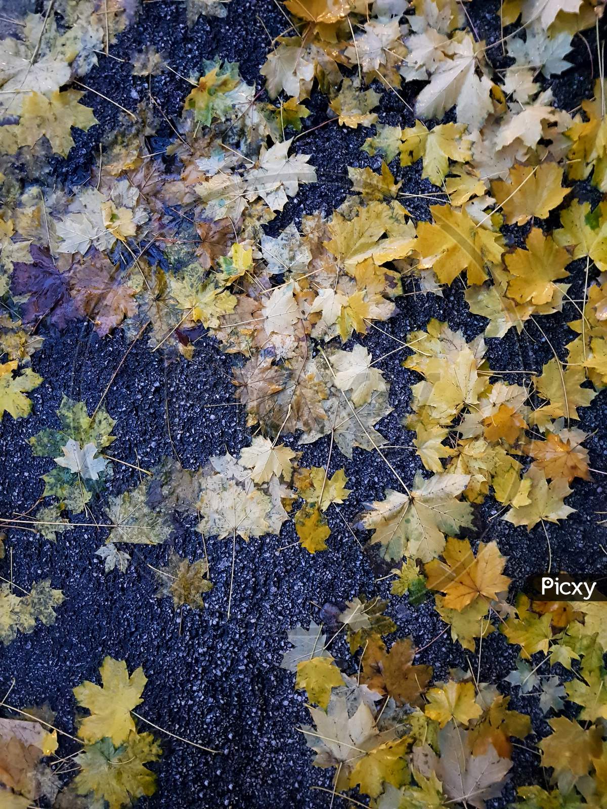 Wet Fallen Leaves On A Pavement
