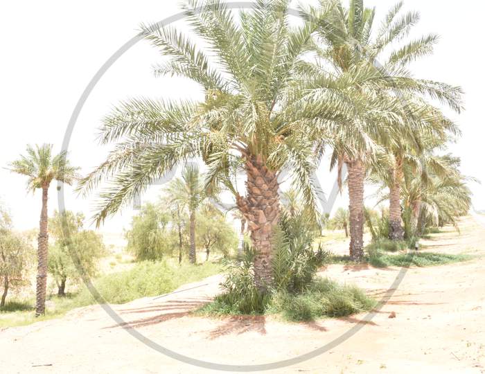 Palm Tree With Dates In Middle East.