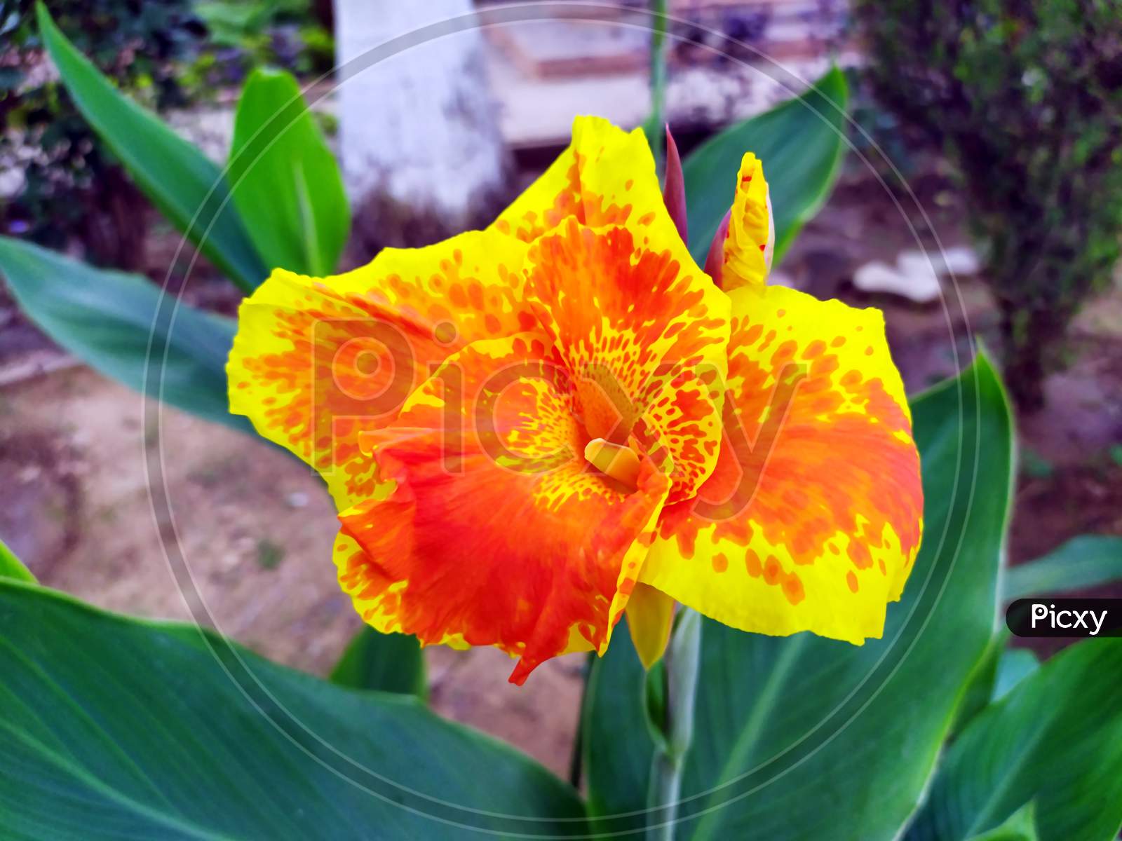 Canna flower also called canna lily in the garden. Beautiful orange and yellow tropical flowers close up.