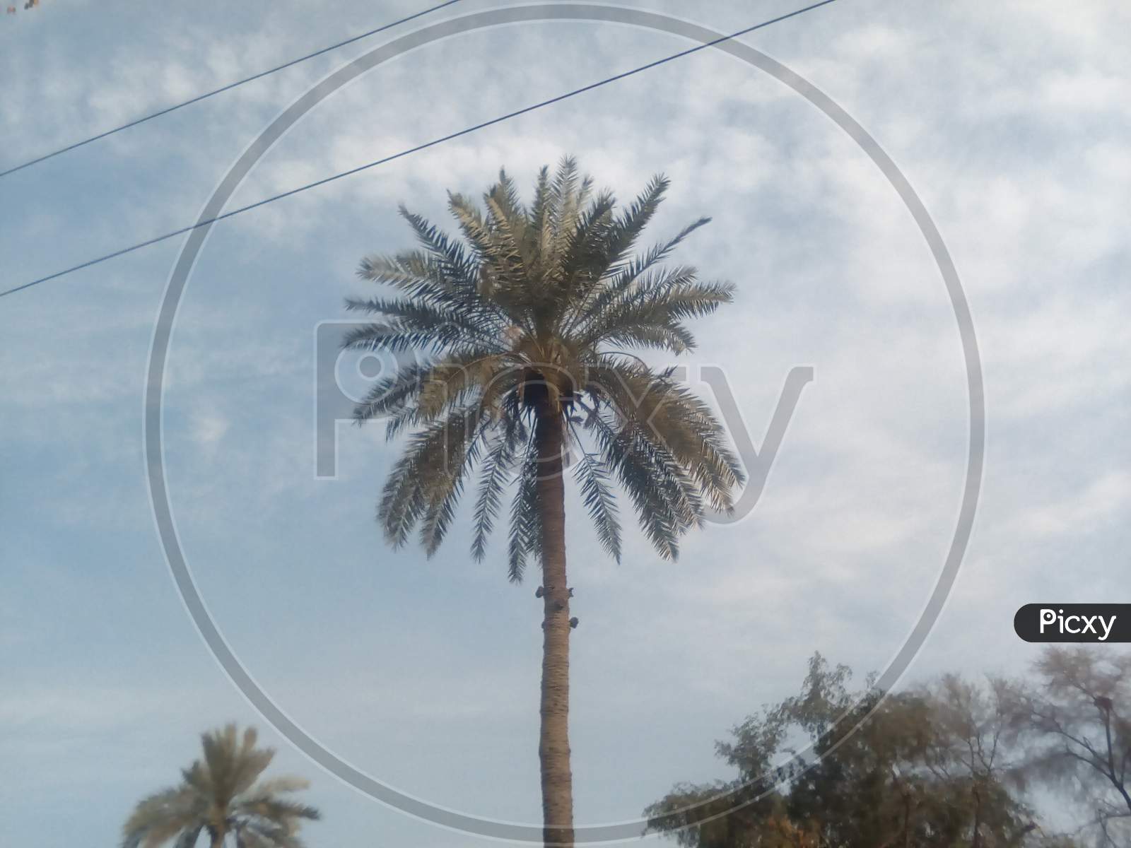 This is Palm Tree with white clouds on the sky