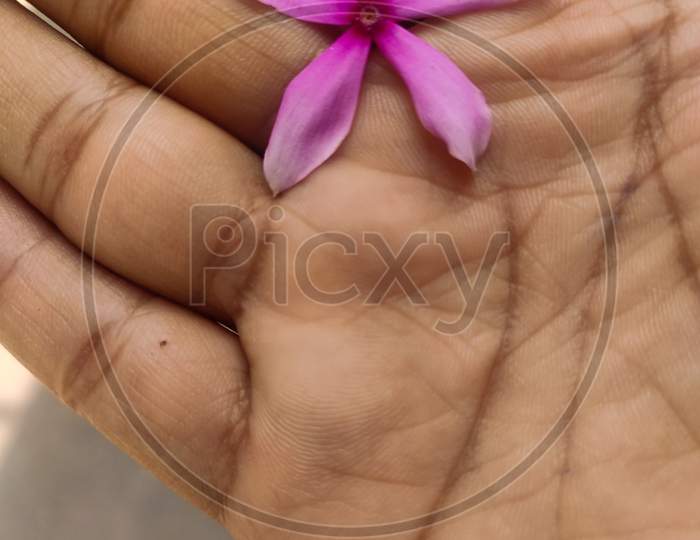 Beautiful Periwinkle Flower In Fingers Of A Human Hand Sign Of Love.