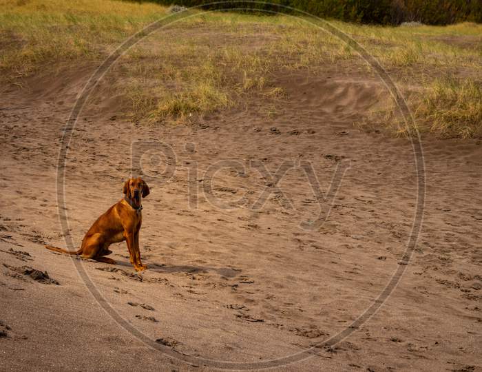 Brown Dog Abandoned On The Beach. Concept Of Taking Care Of Pets And Not Abandoning Them During Vacations.