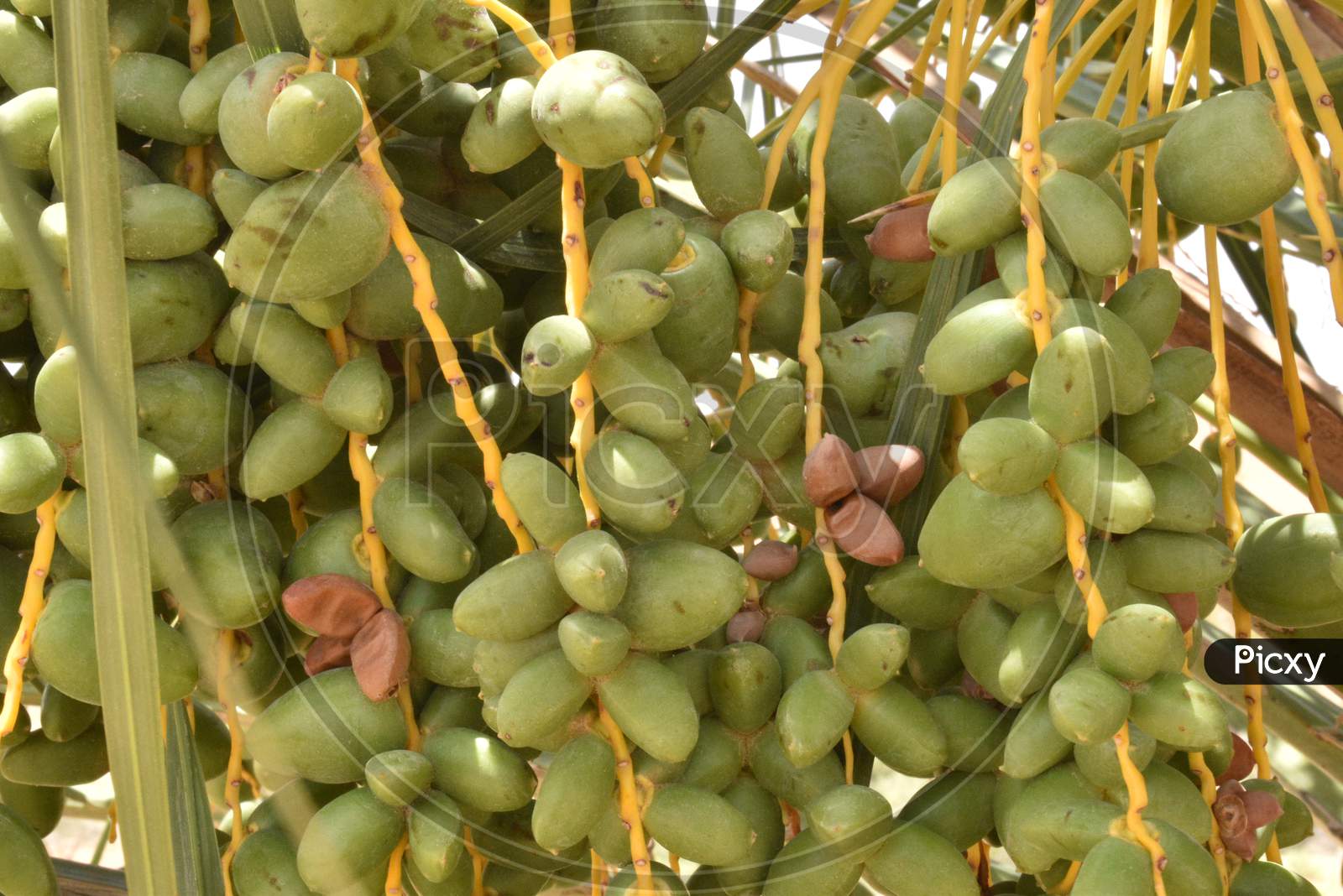 Green Dates Palm Fruit With Branches On Dates Palm Tree.Starting Stage Of The Date Fruit.
