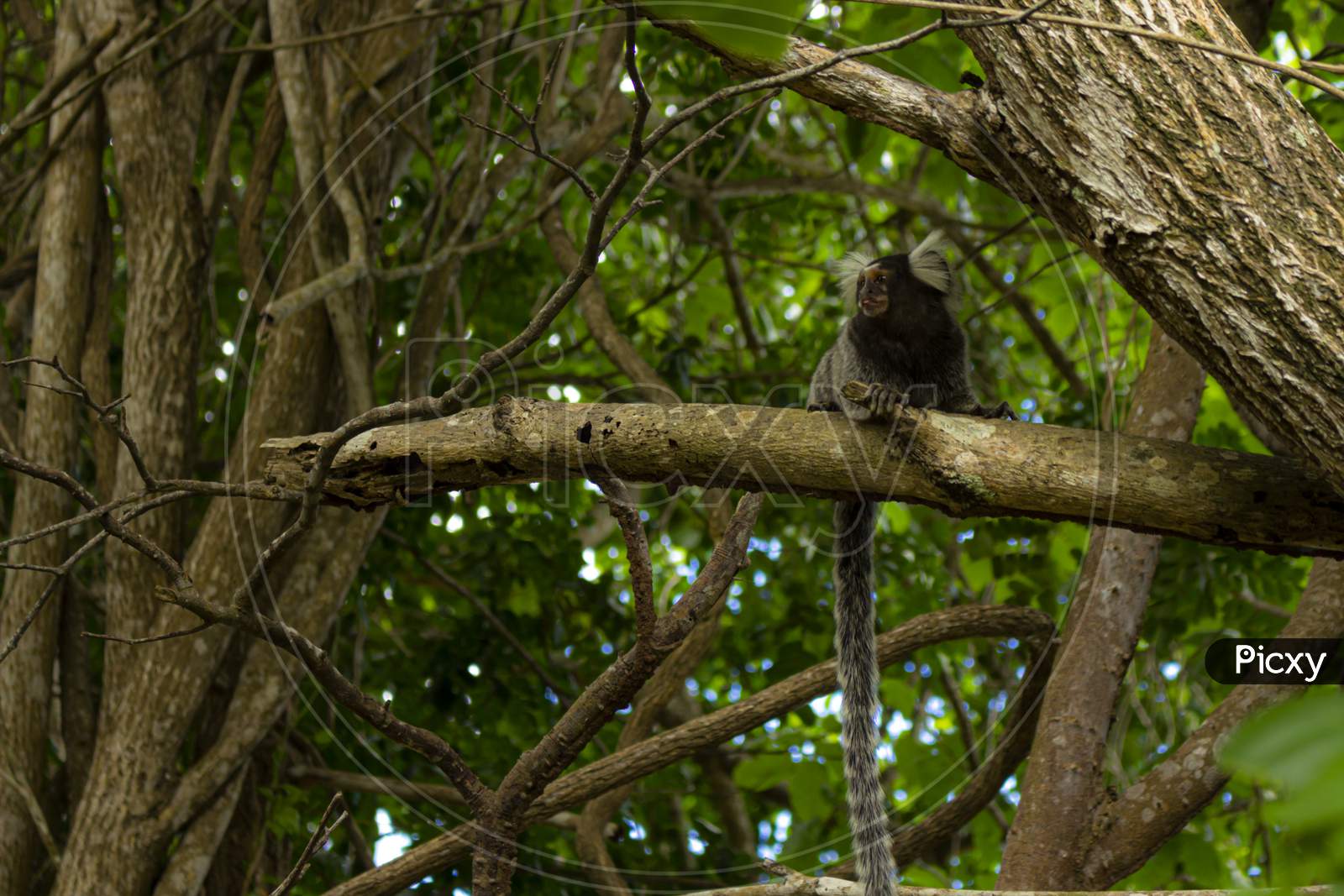 Little Monkey Perched On A Tree Branch.