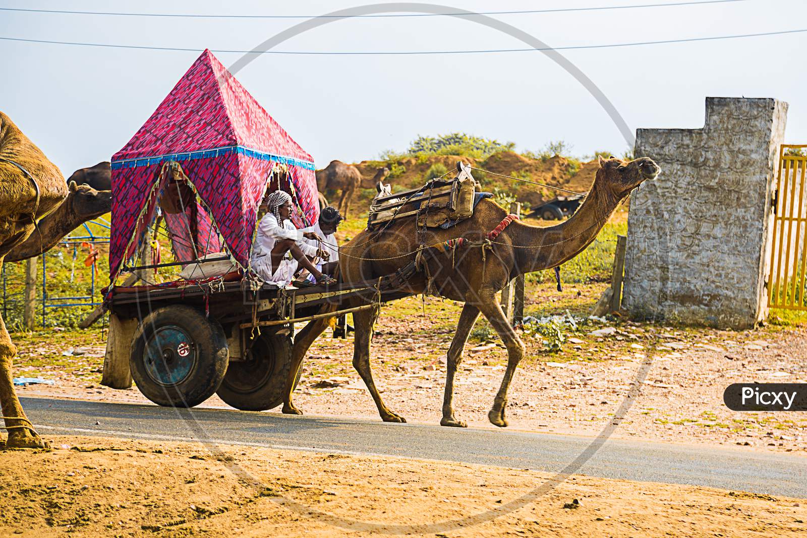 Pushkar, Rajasthan, India - November 14, 2017 : Man Riding Decorated Colorful Camel Cart At Pushkar Camel Fair.