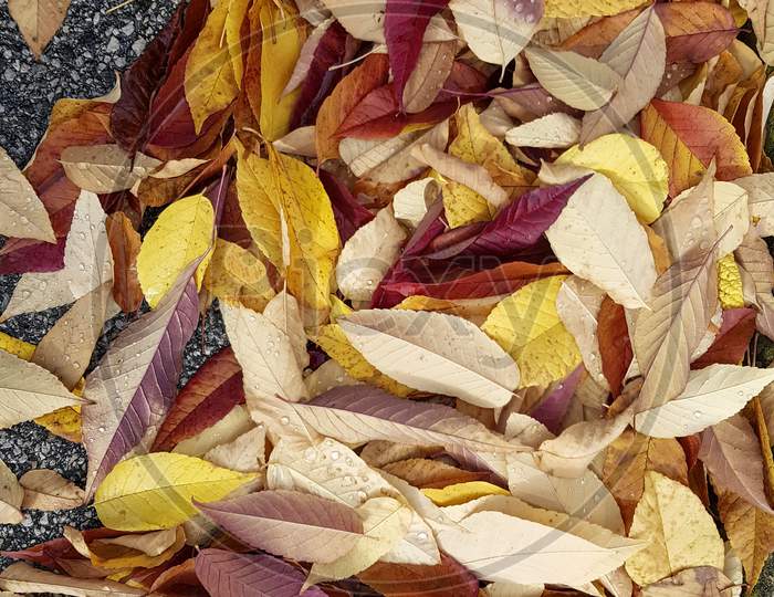 Yellow Fallen Leaves On The Ground