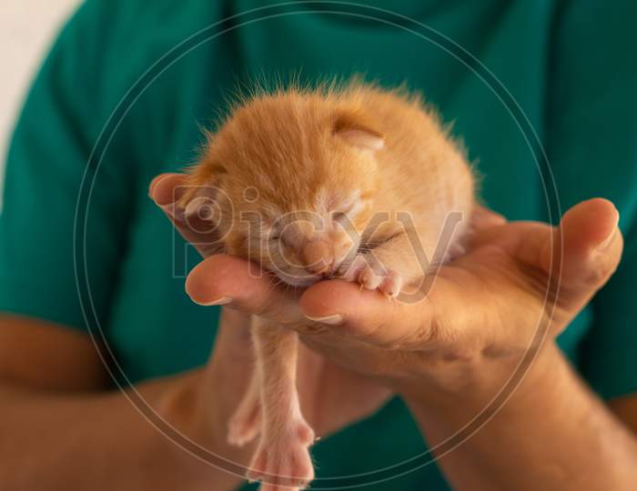 Little Newborn Cat Baby Held In The Hands Of A Man. Neonate Domestic Animal.