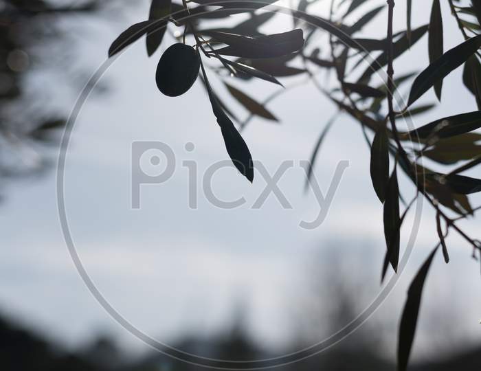 A Single Olive At The End Of A Branch Of A Centenary Olive Tree
