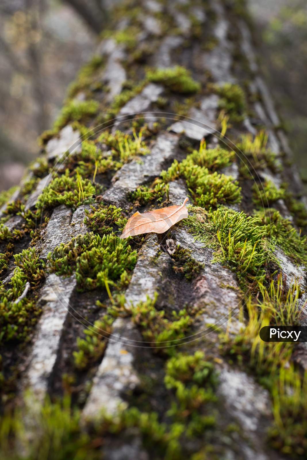 A Brown Leaf On The Bark Of A Tree Full Of Moss