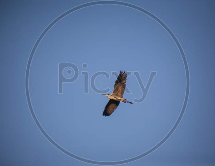 River Bird Grey Heron In Flight