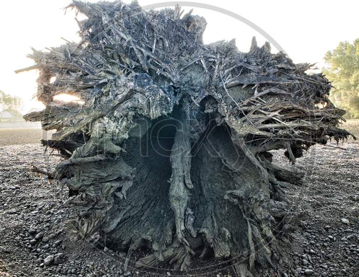 Big Tree Root