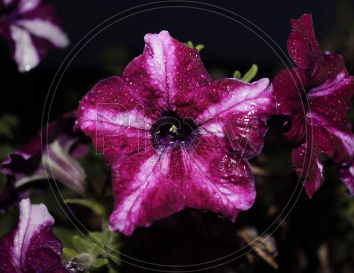purple clematis flower