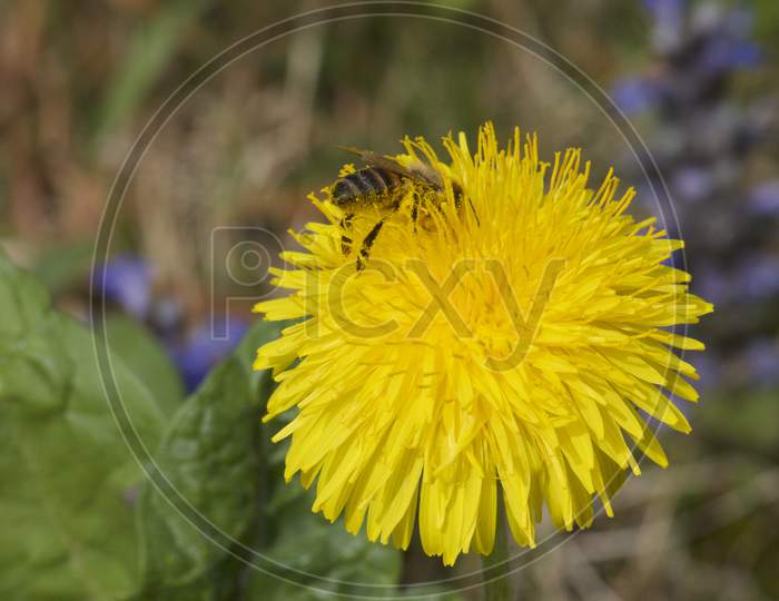 Yellow Taraxacum Flower Head And Bee Collecting Pollen