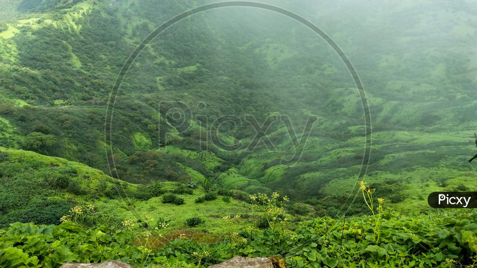 Green valley of sinhagad