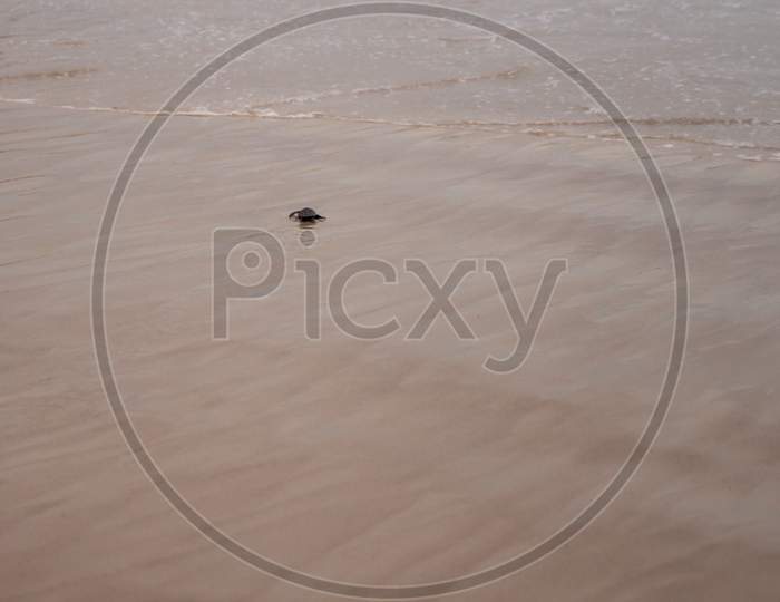 Small Newborn Sea Turtles Heading To The Sea. Marine Animals Walking On The Beach. Endangered Animal Species.