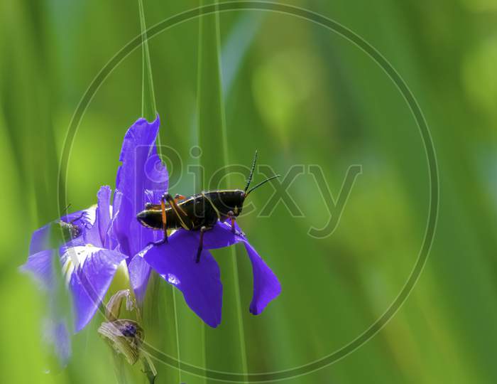 Black Grasshopper On Vibrant Purple Blue And Yellow Lily Flower