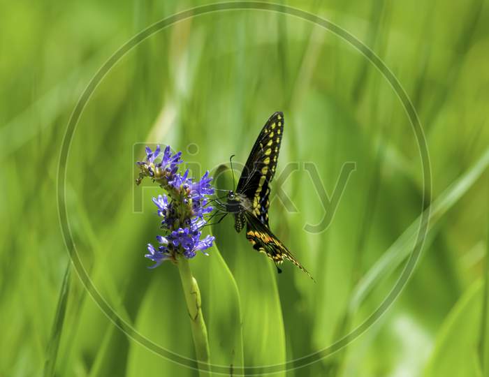 Close-Up Of Black Swallowtail Butterfly On A Blue Pickerel Weed