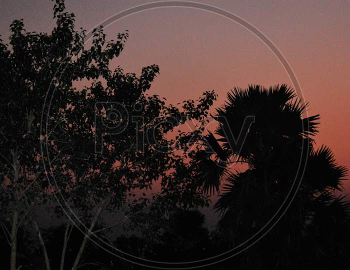 Silhouette Image Of Trees During The Sunset With Reddish Sky