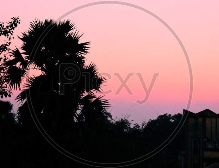 Orange Yellowish Sky During Sunset With Trees In Foreground