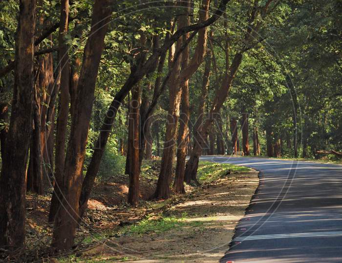 The forest Road image, The western ghats Road