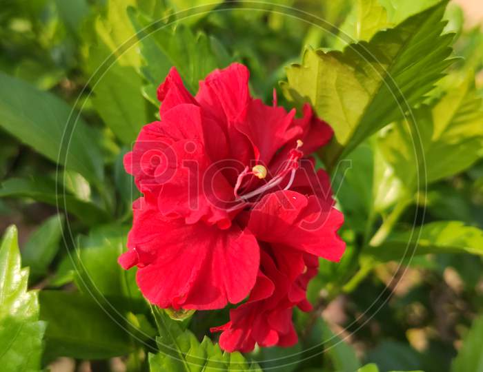 Hibiscus rosacea