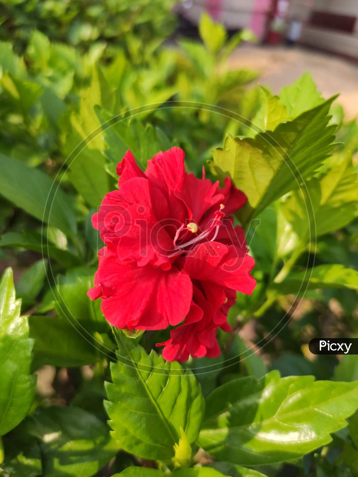 Hibiscus rosacea