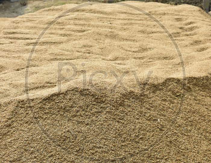Paddy Rice Grain Spread In The Ground