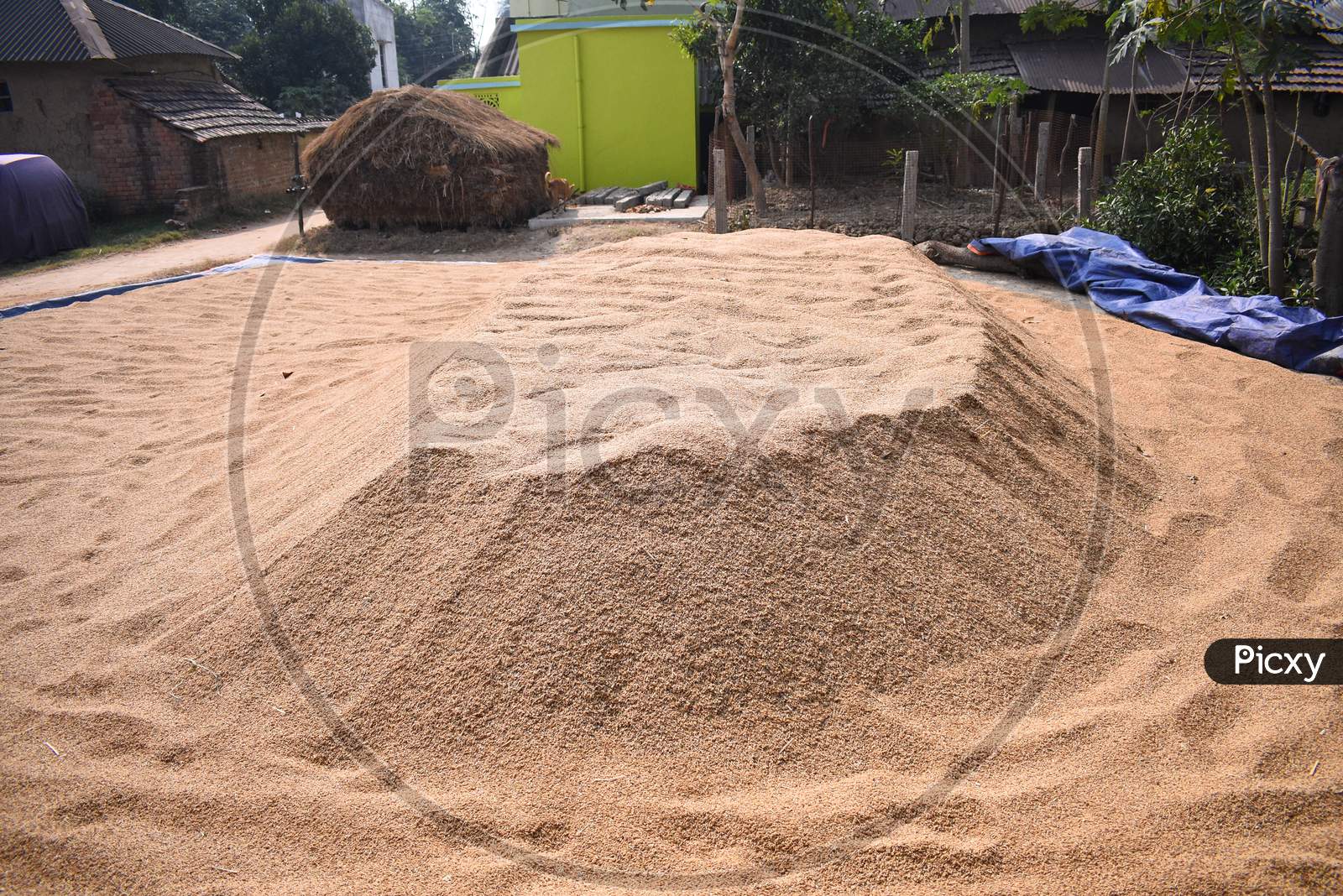 Rice Seeds Spread In The Ground Under The Open Sky To Dry Before Storing